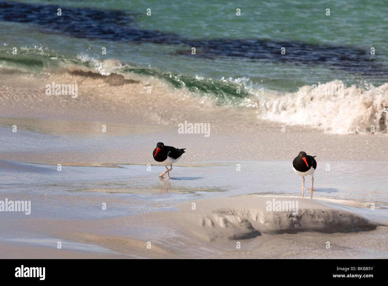 Oyster Catchers on a beach in West Falklands Stock Photo