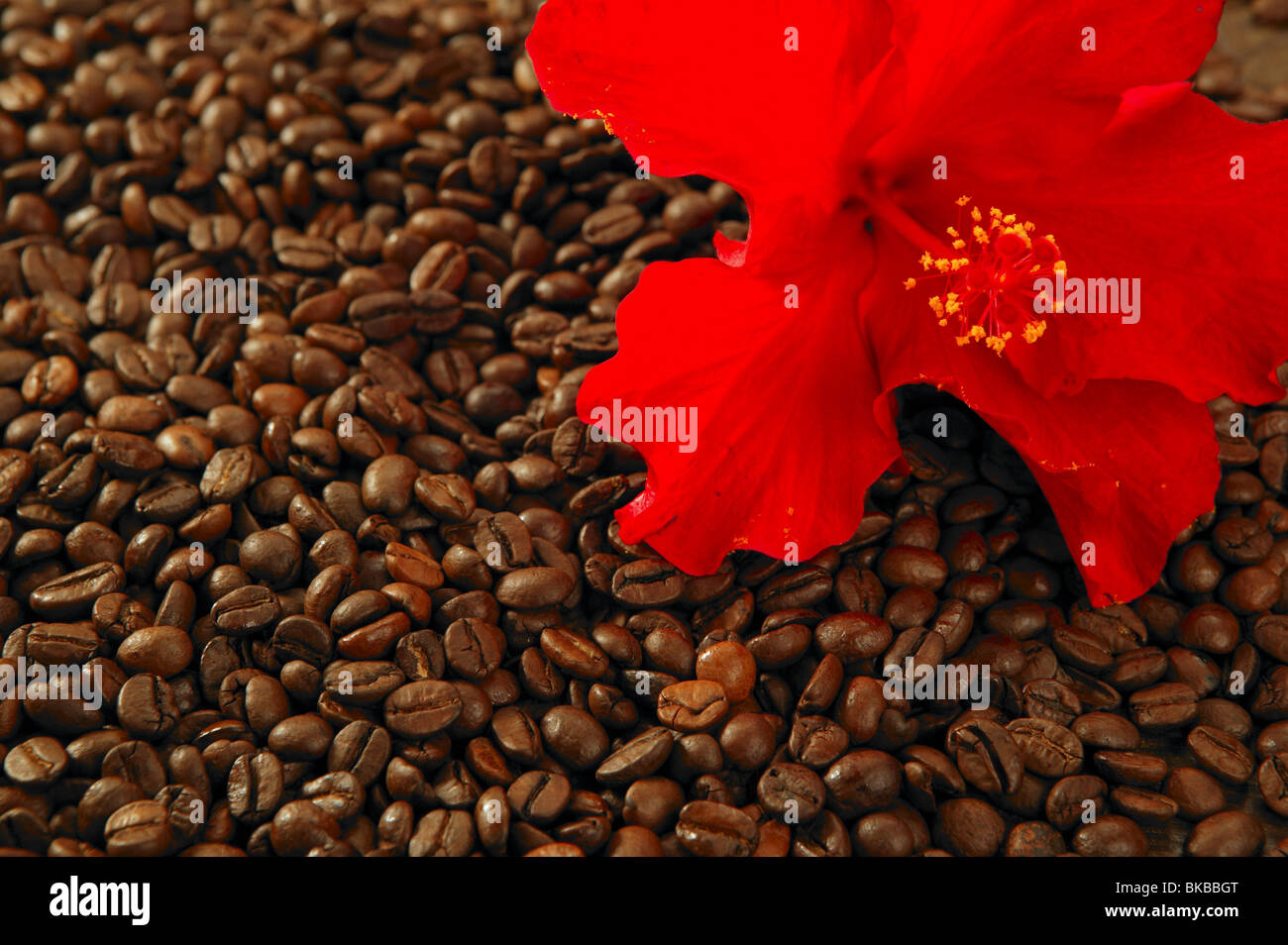 Red hibiscus flower on toasted coffee beans texture background Stock