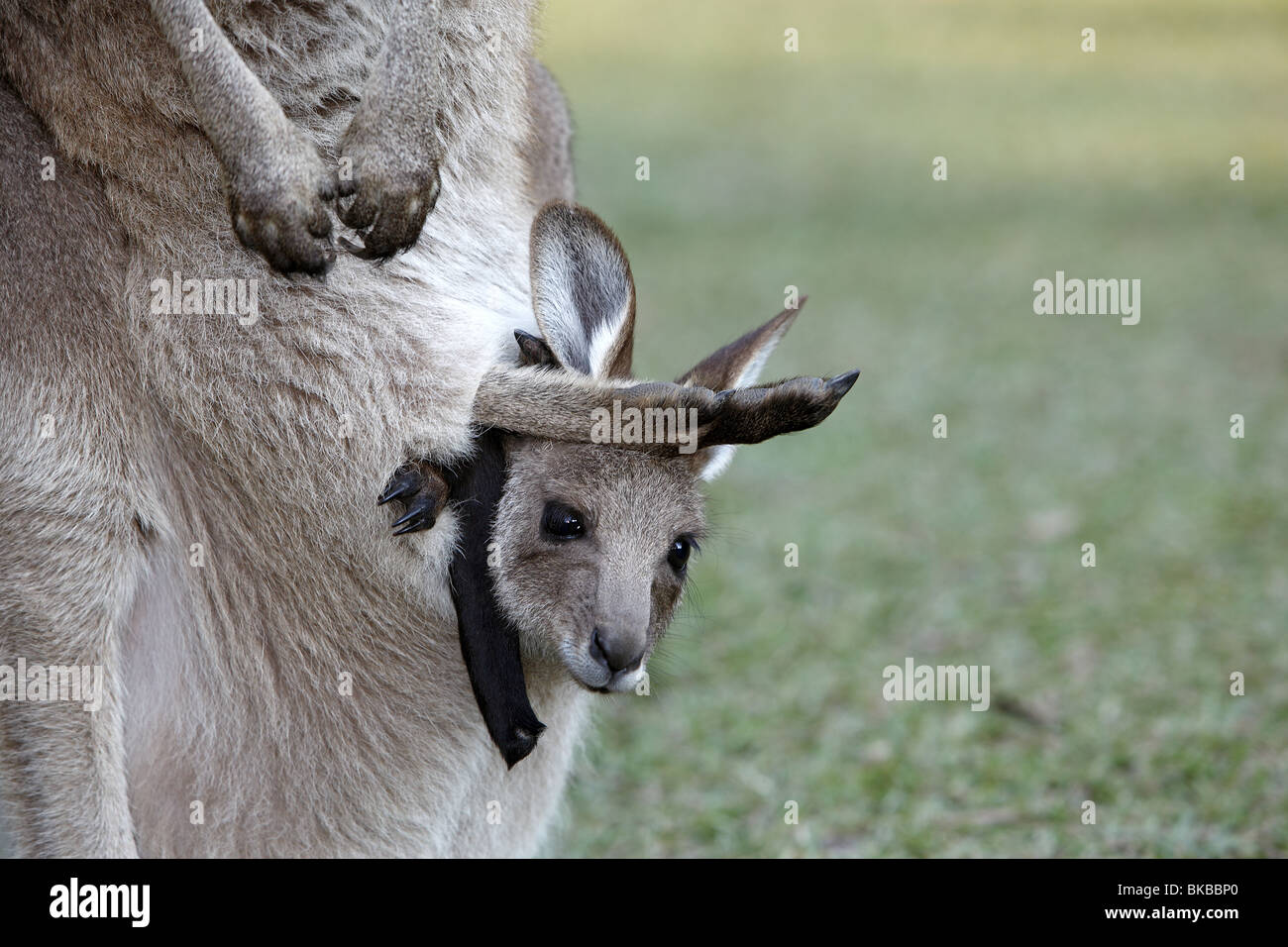 Eastern Grey Kangaroo (Macropus giganteus). Joey looking out from pouch of its mother. Stock Photo
