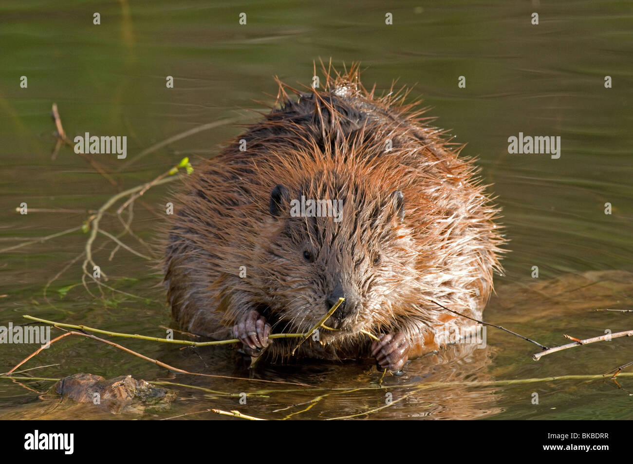American Beaver (Castor canadensis) gnawing on a twig. Stock Photo