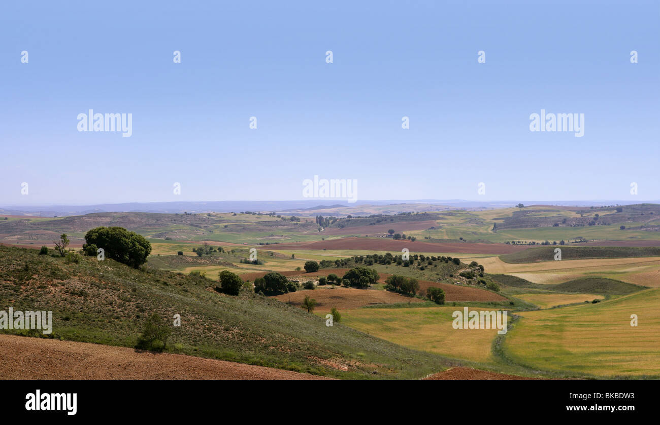 Golden and green cereal fields landscapes in Spain Stock Photo Alamy