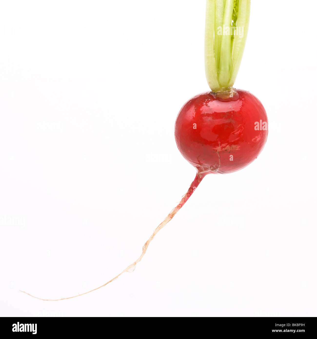 Single vibrant red Radish with root isolated against white background. Stock Photo