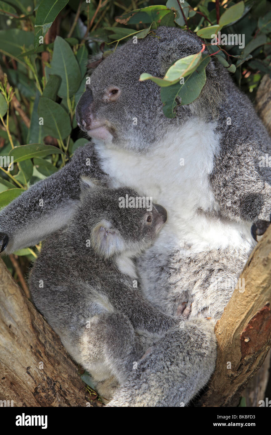 Koala (Phascolarctos cinereus), female with young in an Eucalyptus tree. Stock Photo