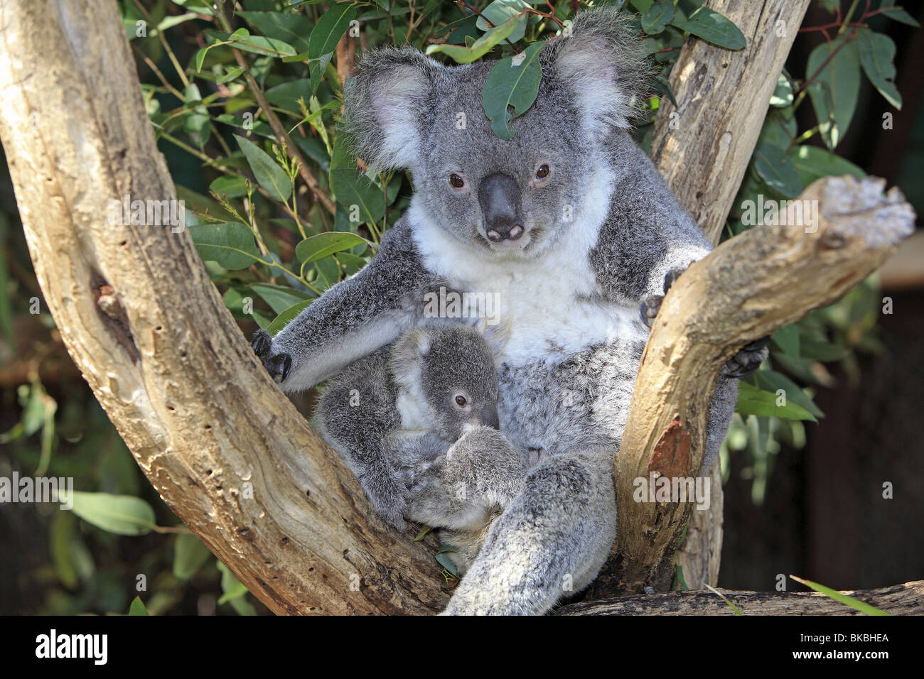 Koala (Phascolarctos cinereus), female with young in an Eucalyptus tree. Stock Photo