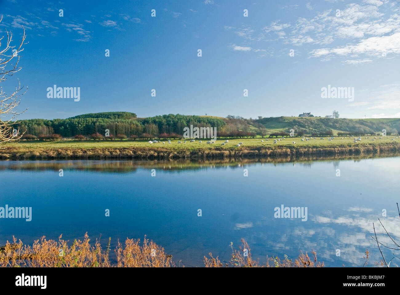 Sheep reflected on River Tweed in Autumn colours Scottish Borders Scotland Stock Photo