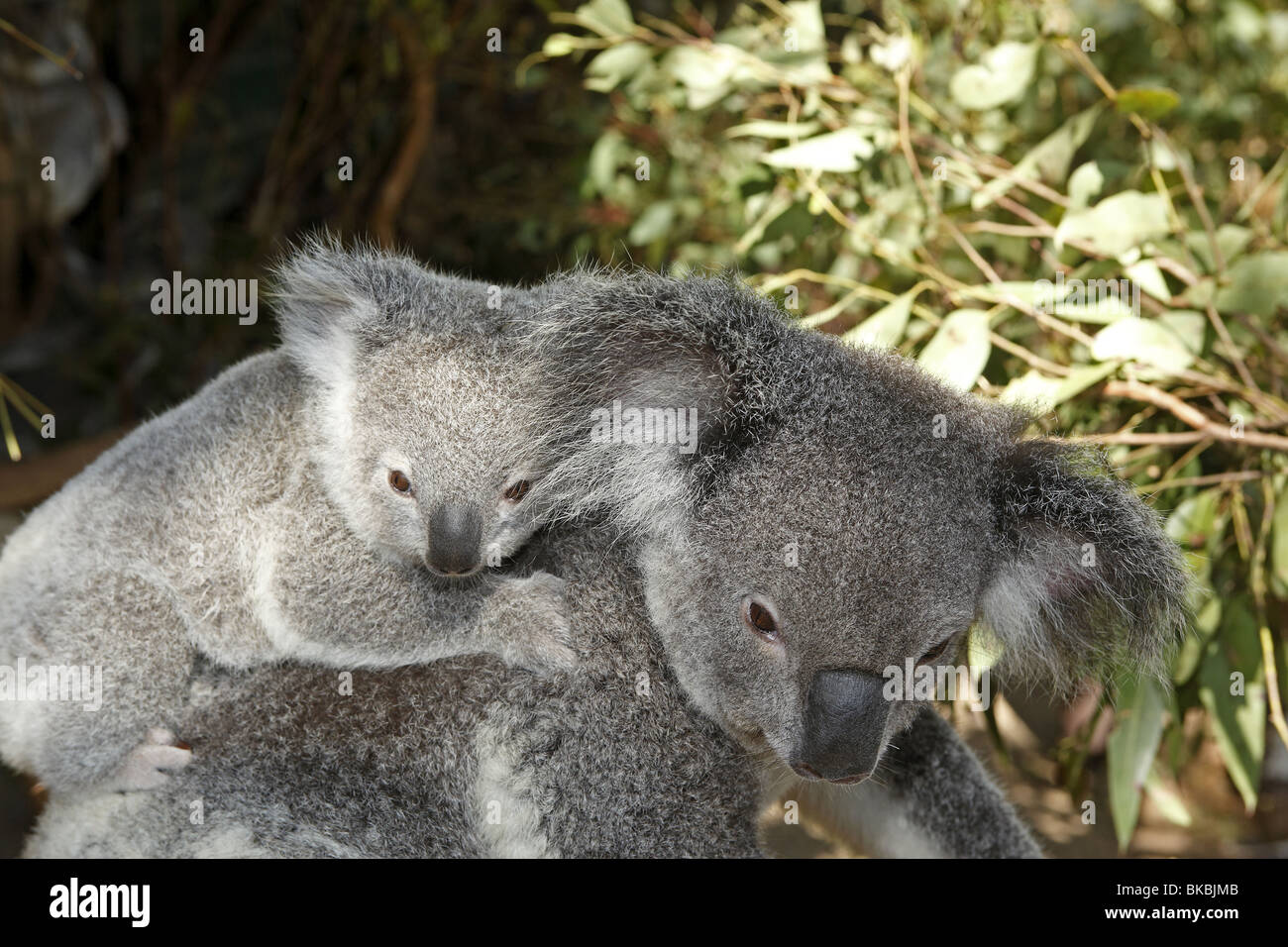 Koala (Phascolarctos cinereus), female with young in an Eucalyptus tree. Stock Photo