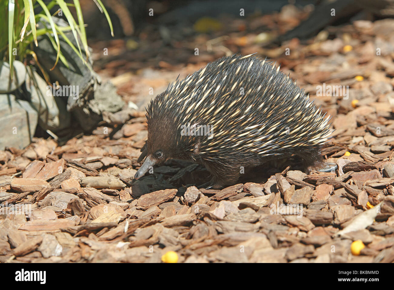 Honey Badger vs. Crested Porcupine