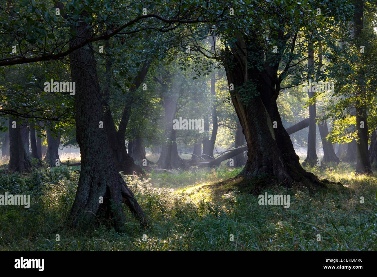 Sunrays in a deciduous forest. Stock Photo
