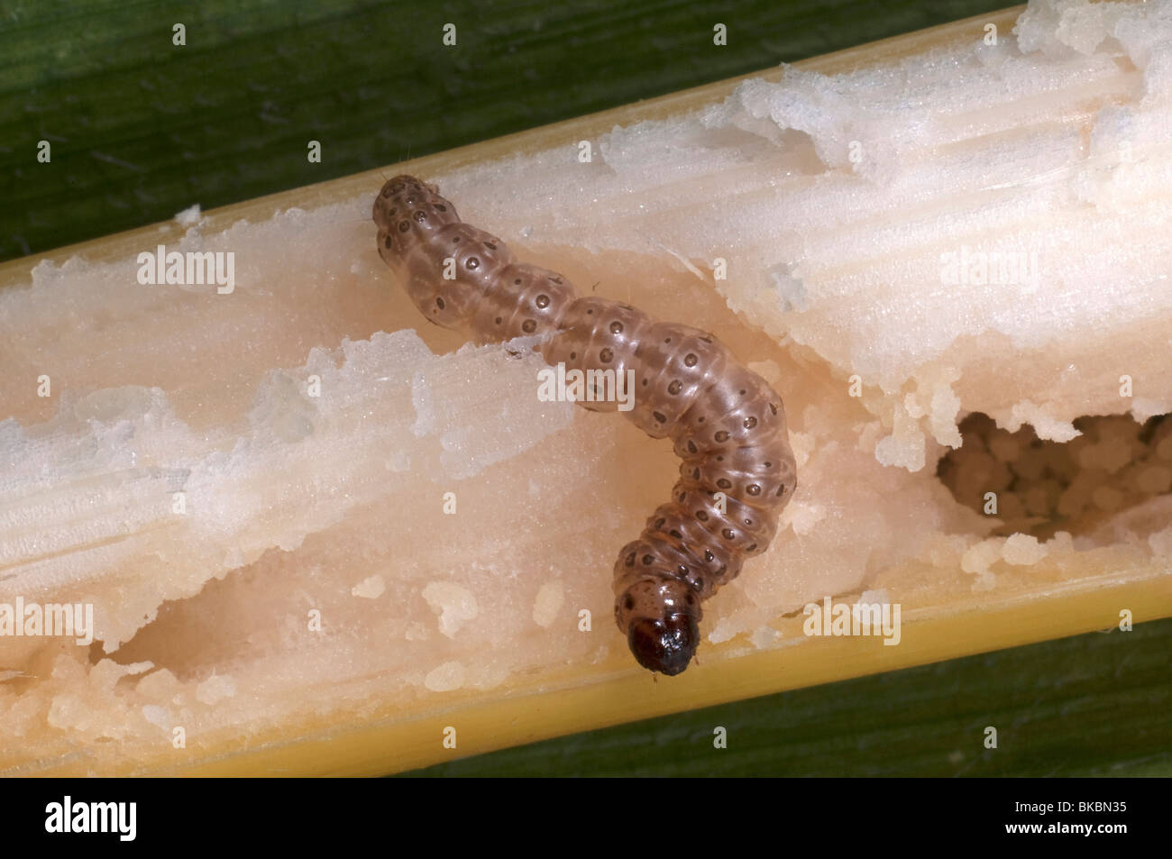 European Corn Borer (Ostrinia nubilalis), larva in maize (corn) stalk. Stock Photo