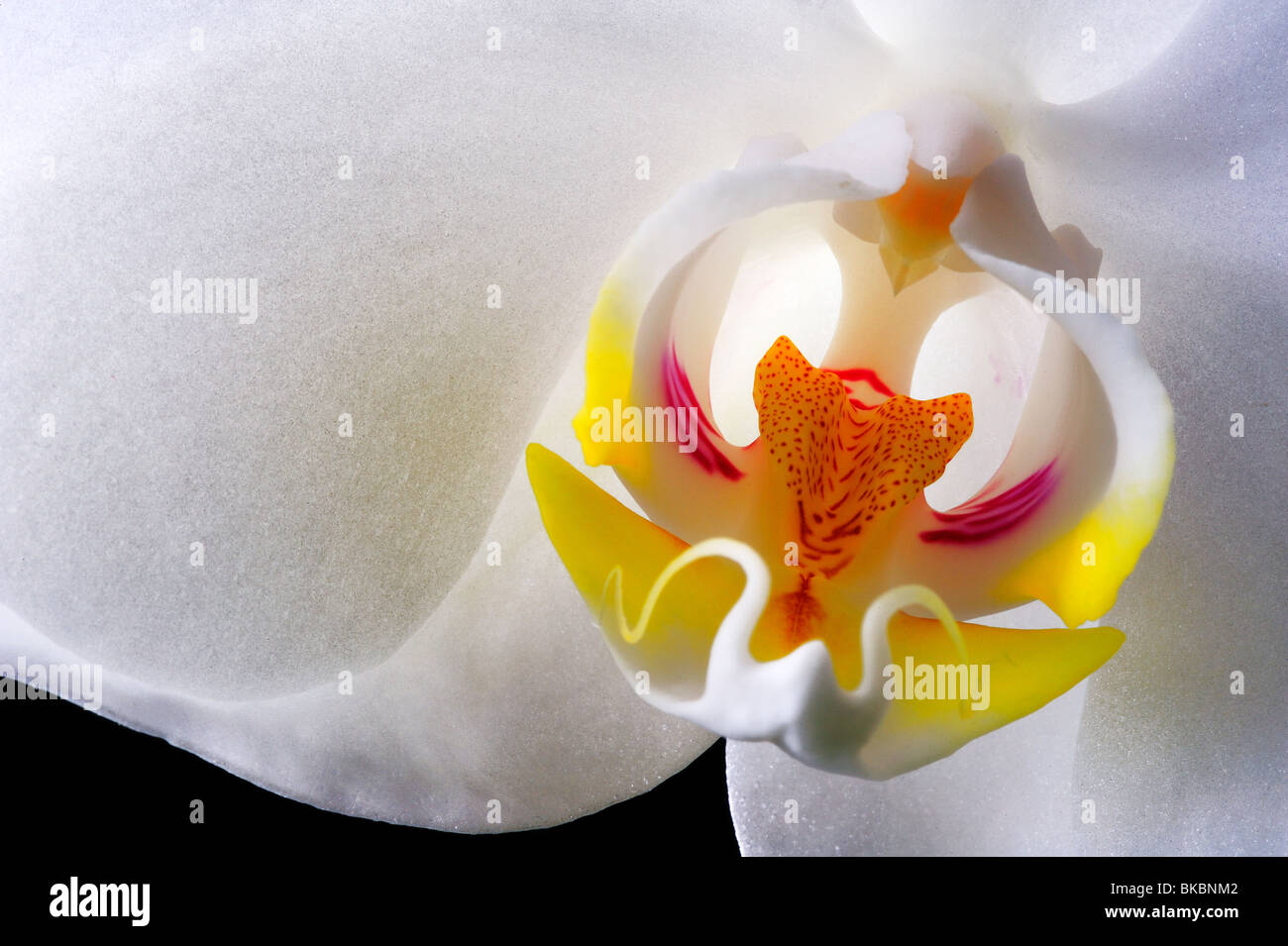 Close up of a white Phalaenopsis orchid (sometimes known as a Moth Orchid) Stock Photo