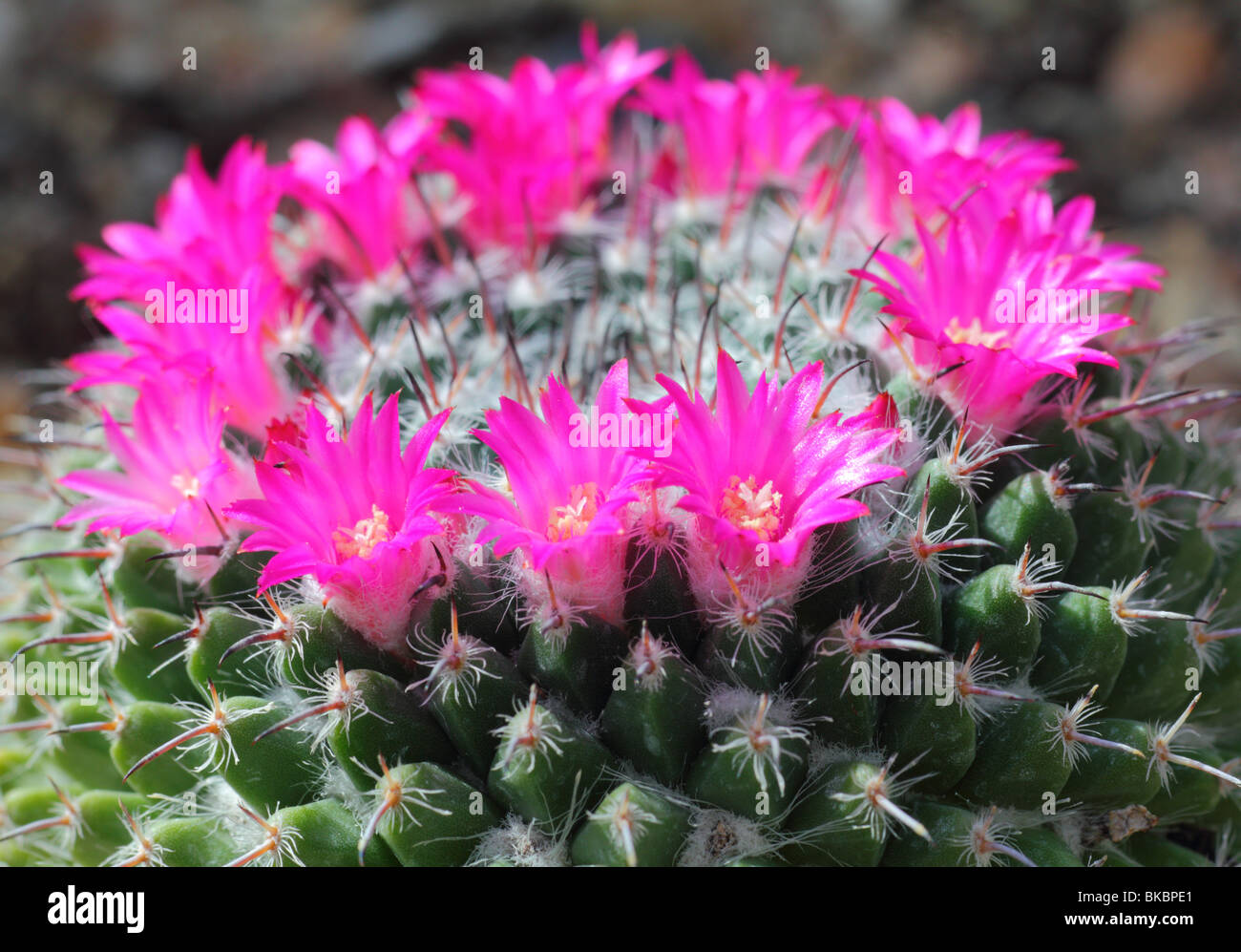 Cactus Mammillaria haageana flowers close up Mamilaria Stock Photo