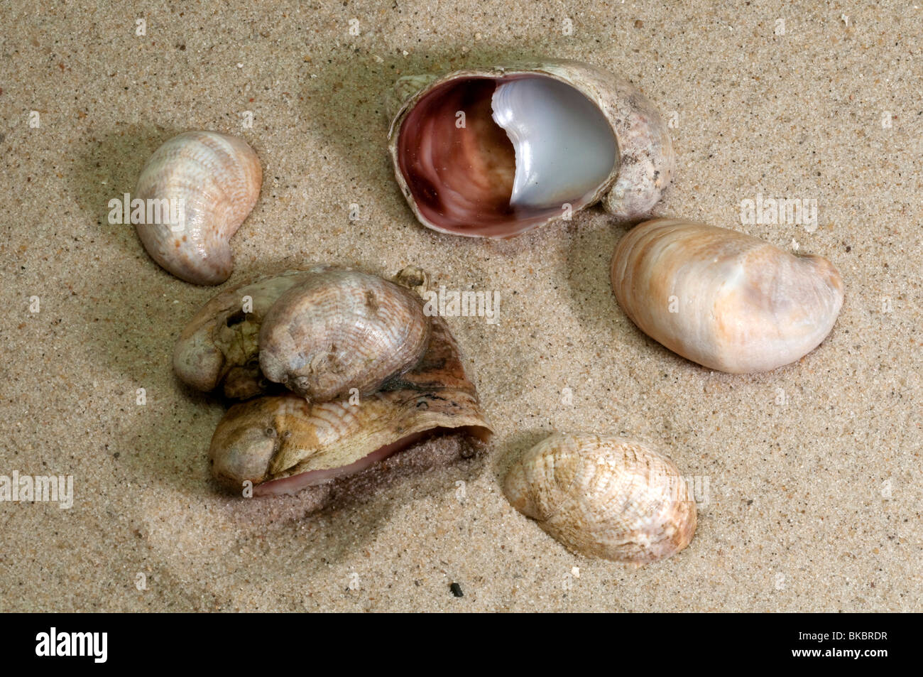 American Slipper Limpet, Common Atlantic Slippersnail (Crepidula fornicata), shells on beach sand. Stock Photo