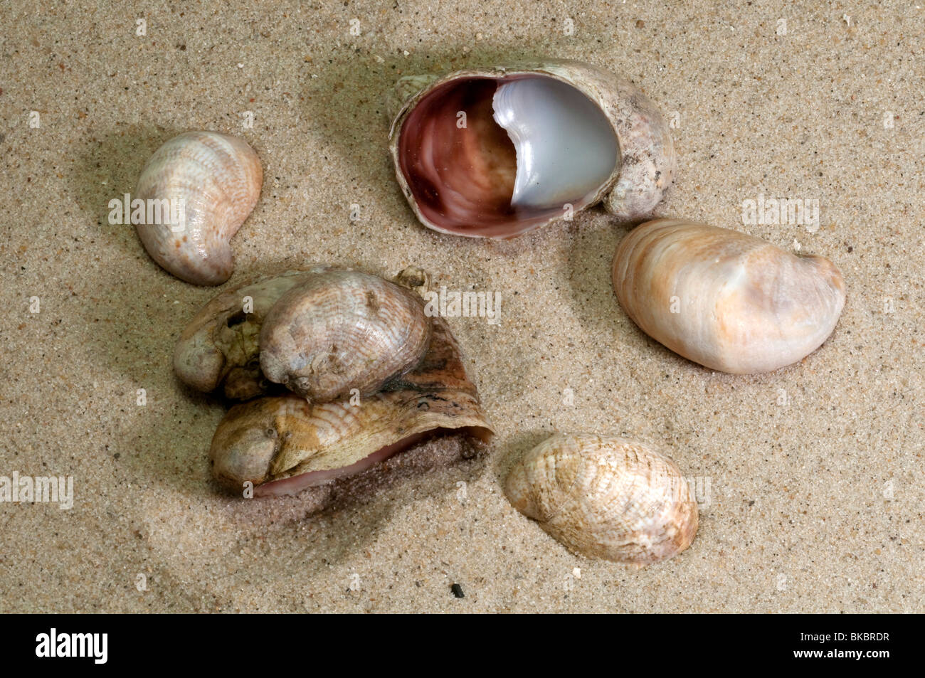 American Slipper Limpet Common Atlantic Slippersnail Crepidula American Slipper Limpet Common Atlantic Slippersnail Crepidula