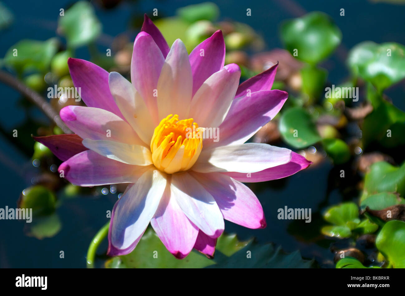 Water lily flower, Alleppey Backwaters, Kerala, India Stock Photo