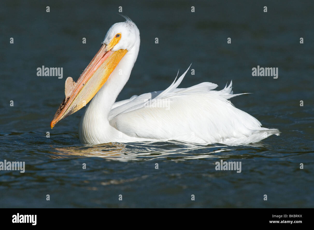 American White Pelican (Pelecanus erythrorhynchos), adult in breeding plumage on water. Stock Photo
