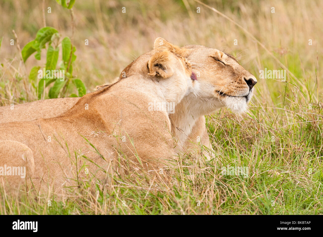 Lioness being licked by another female in the pride Stock Photo