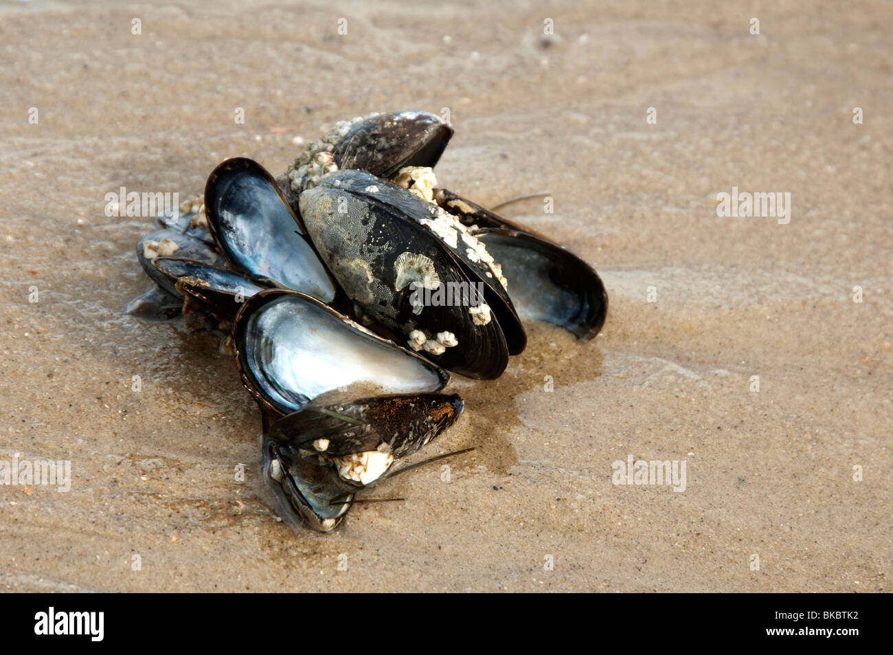 Blue Mussel, Common Mussel (Mytilus edulis). Several individuals attached to a stone together with empty shells. Stock Photo