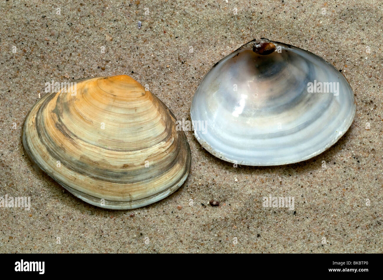 Peppery Furrow Clam, Peppery Furrow Shell (Scrobicularia plana), shells on sand. Stock Photo