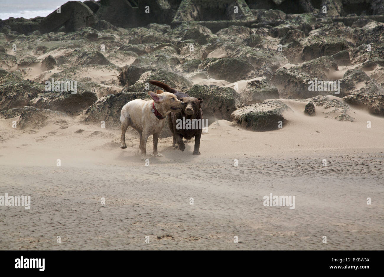 two labradors playing on windswept beach at New Brighton Stock Photo