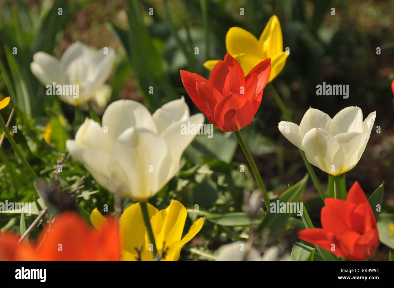 Colourful Rouse Picturesque beautiful colorful red yellow hi-res stock photography and ...