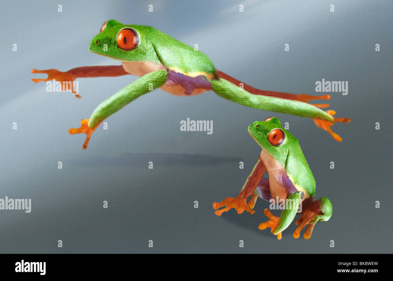 Frogs playing leapfrog Stock Photo