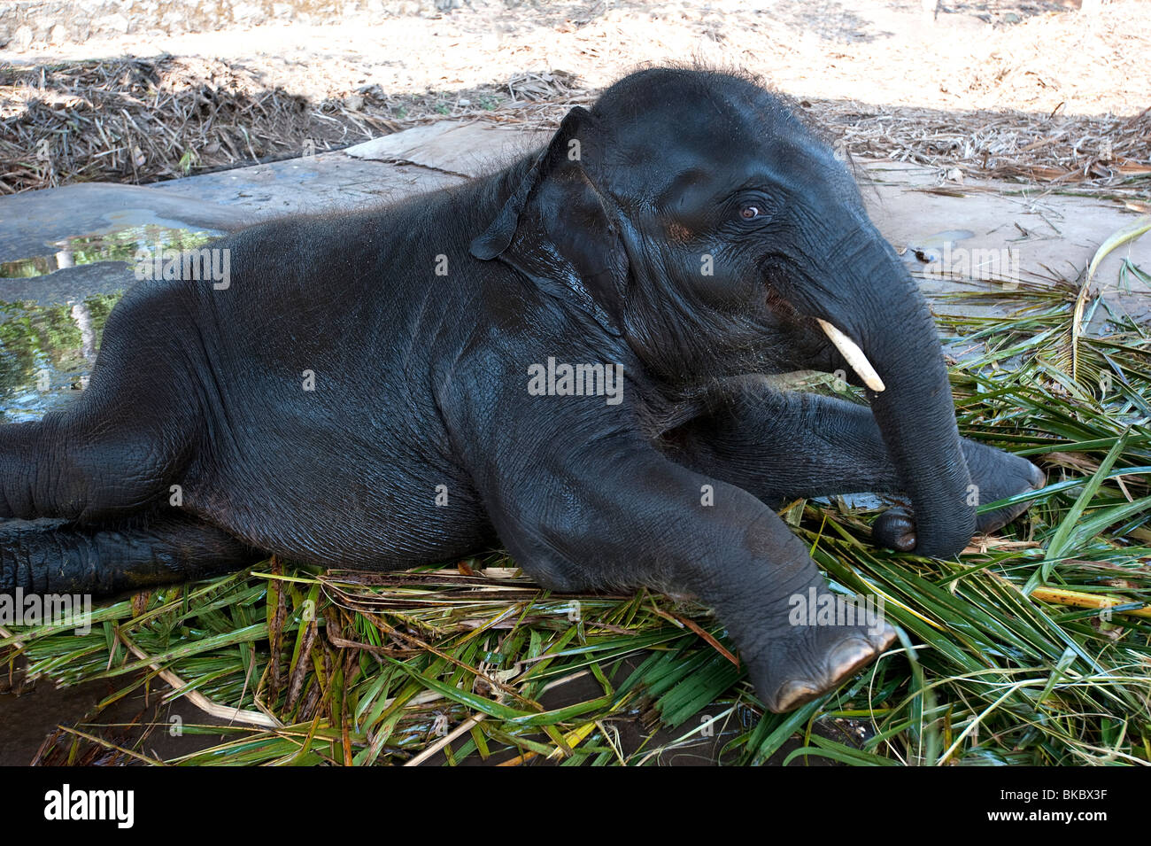 Kerala baby elephant hi-res stock photography and images - Alamy