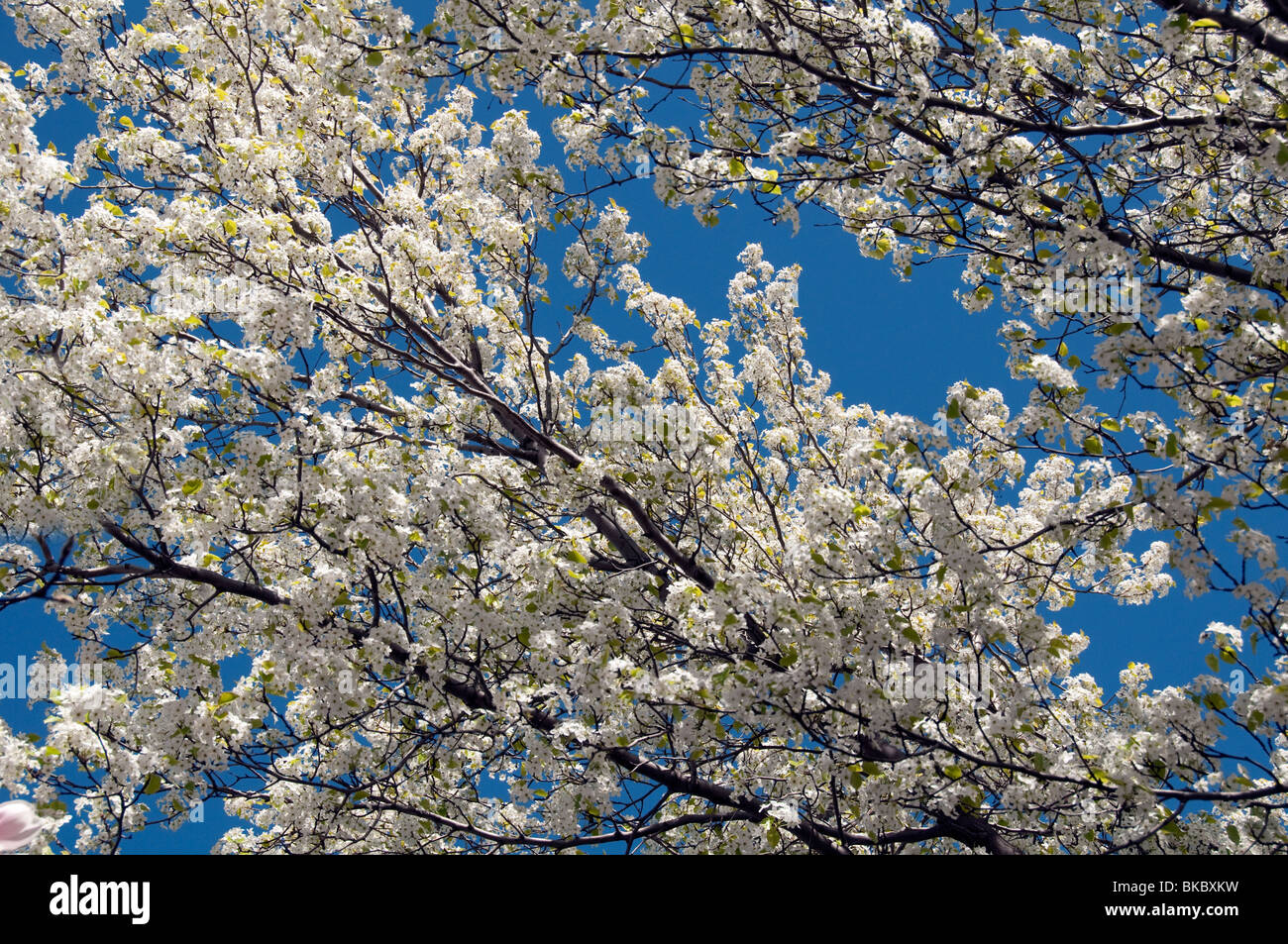 Flowering fruit tree in spring. Stock Photo