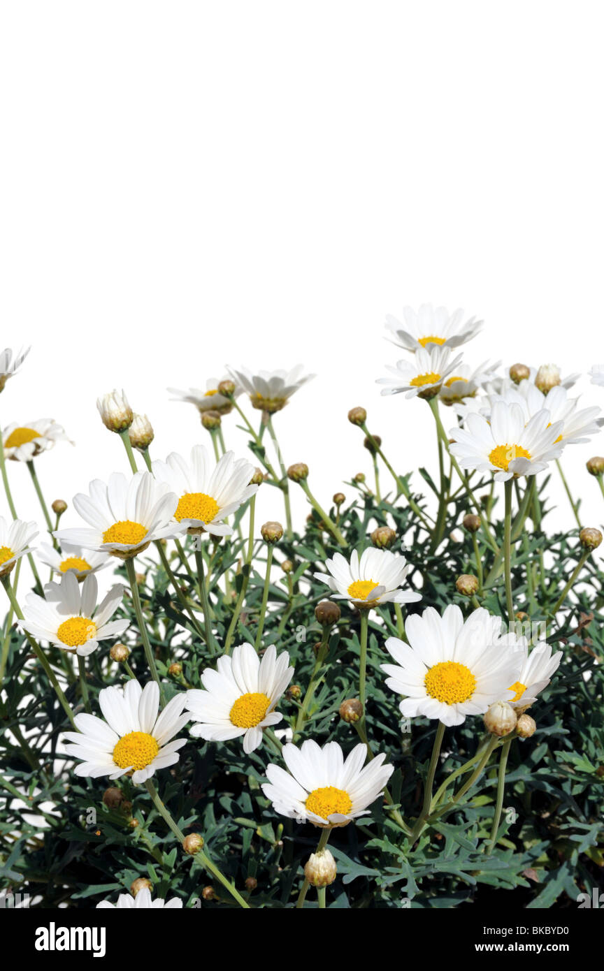 Fresh Daisies isolated on white background - Argyranthemum Daisy Stock Photo