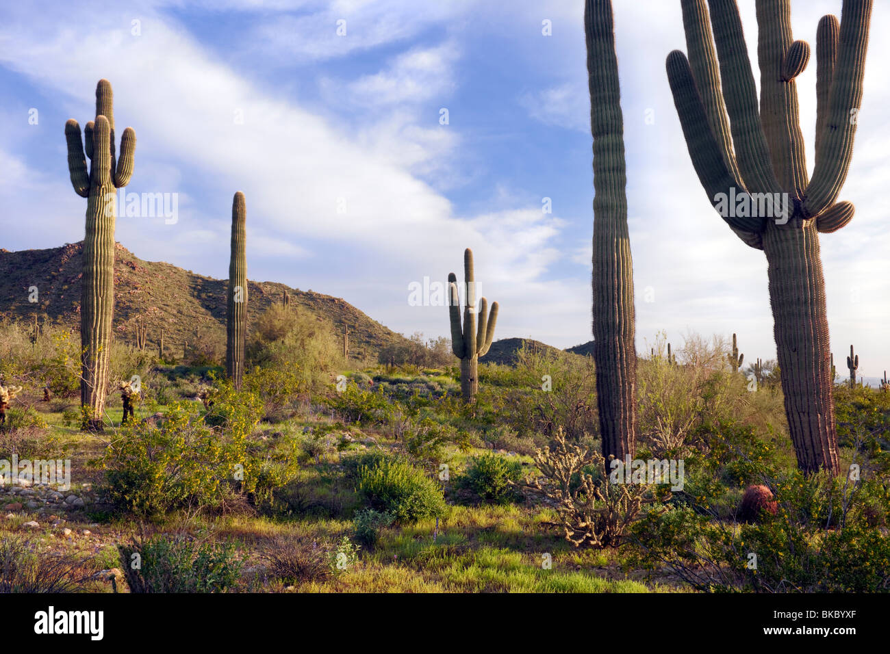 Towering Saguaro cactus in the Sonoran Desert and Arizona's White Tank Mountains Regional Park. Stock Photo