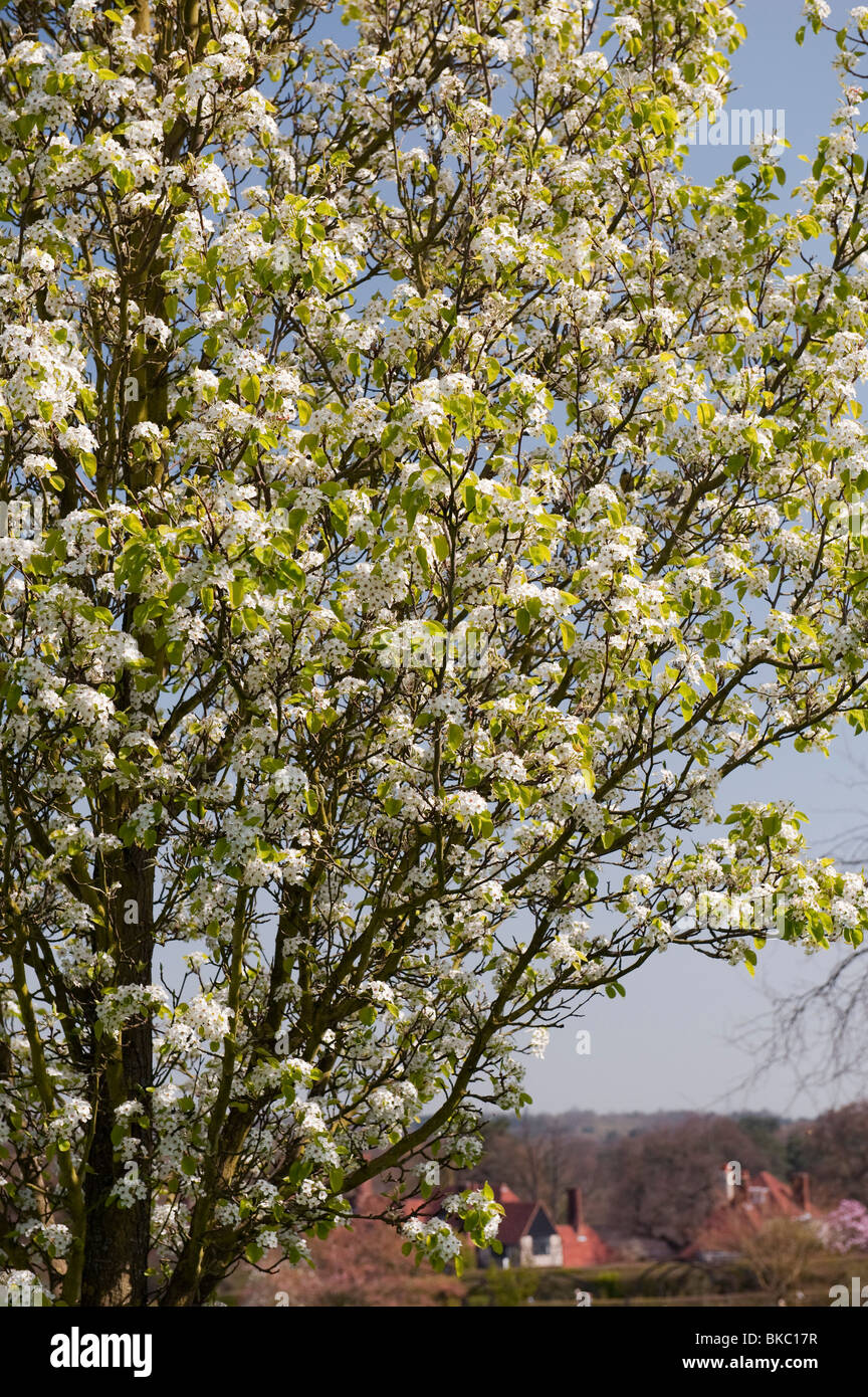 Pyrus calleryana chanticleer tree blossom at RHS Wisley Gardens, England Stock Photo