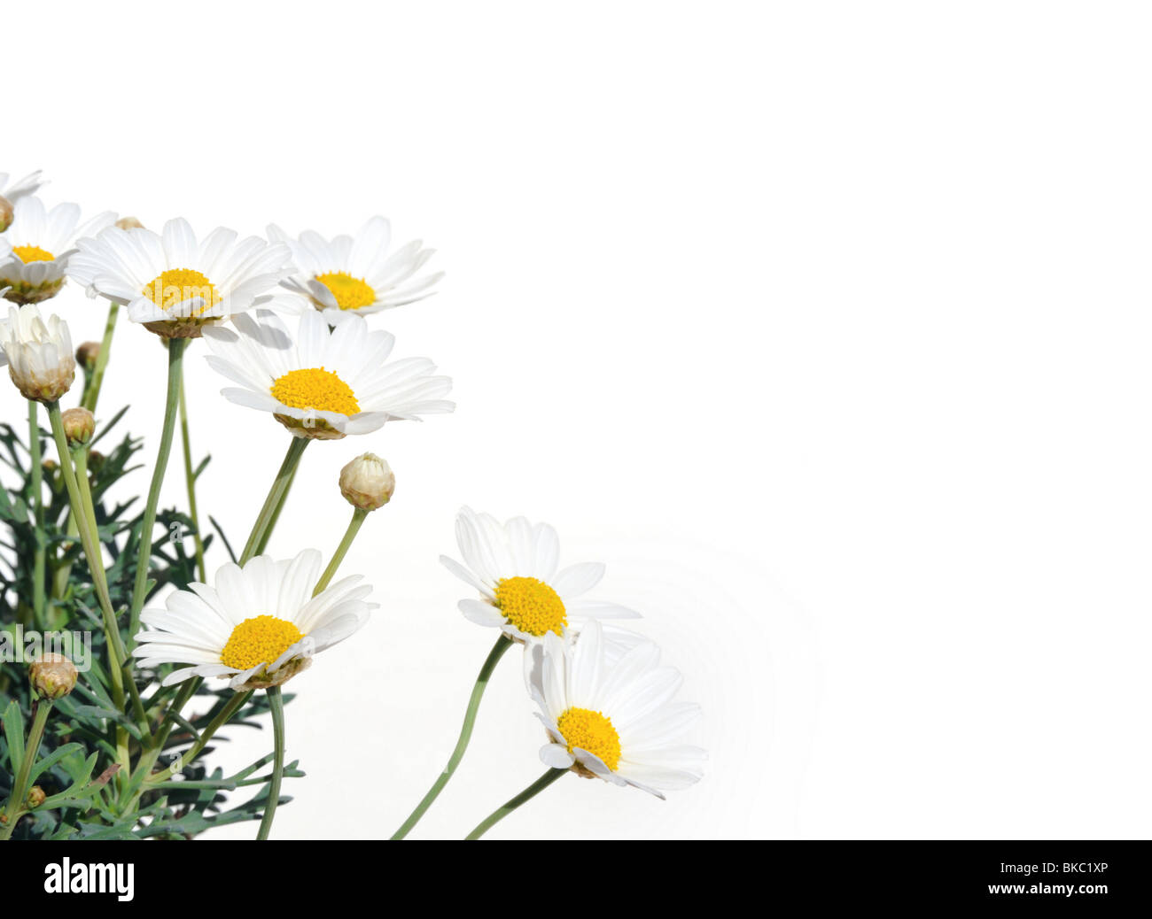 Fresh Daisies isolated on white background Argyranthemum Daisy Stock