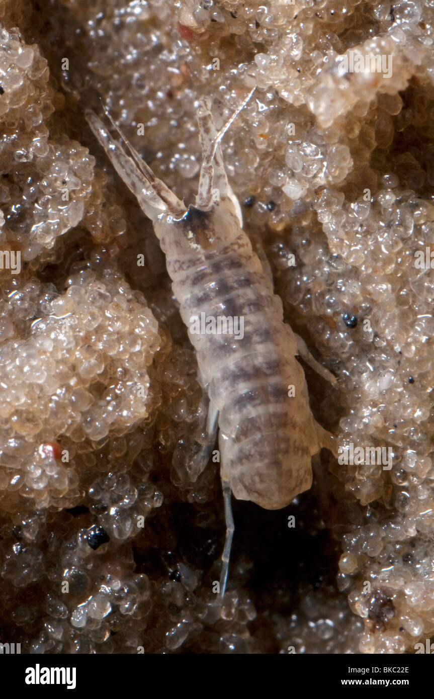 Mud Shrimp (Corophium volutator) in sand. Stock Photo
