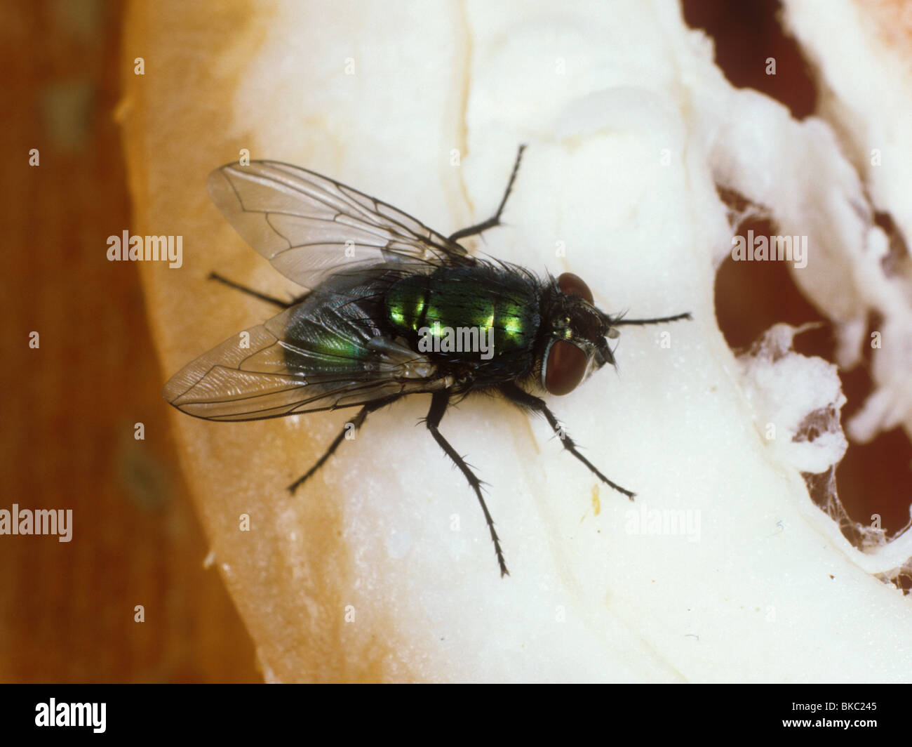 Green-bottle (Lucilia sericata) adult fly Stock Photo
