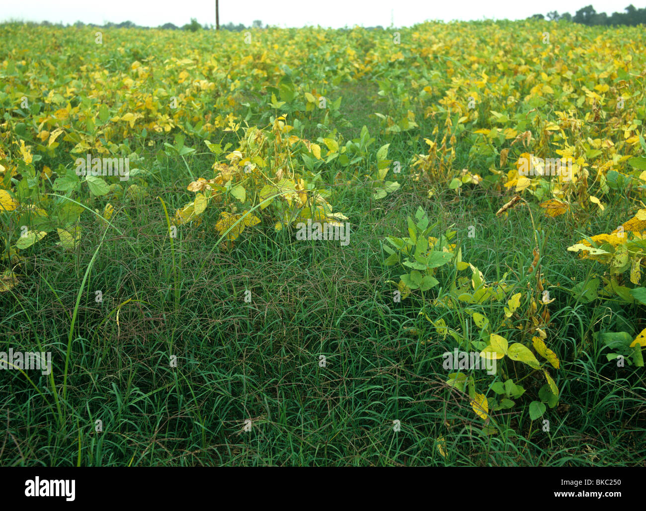 Bermuda grass (Cynodon dactylon) grass weeds in a very weak soya crop, North Carolina Stock Photo