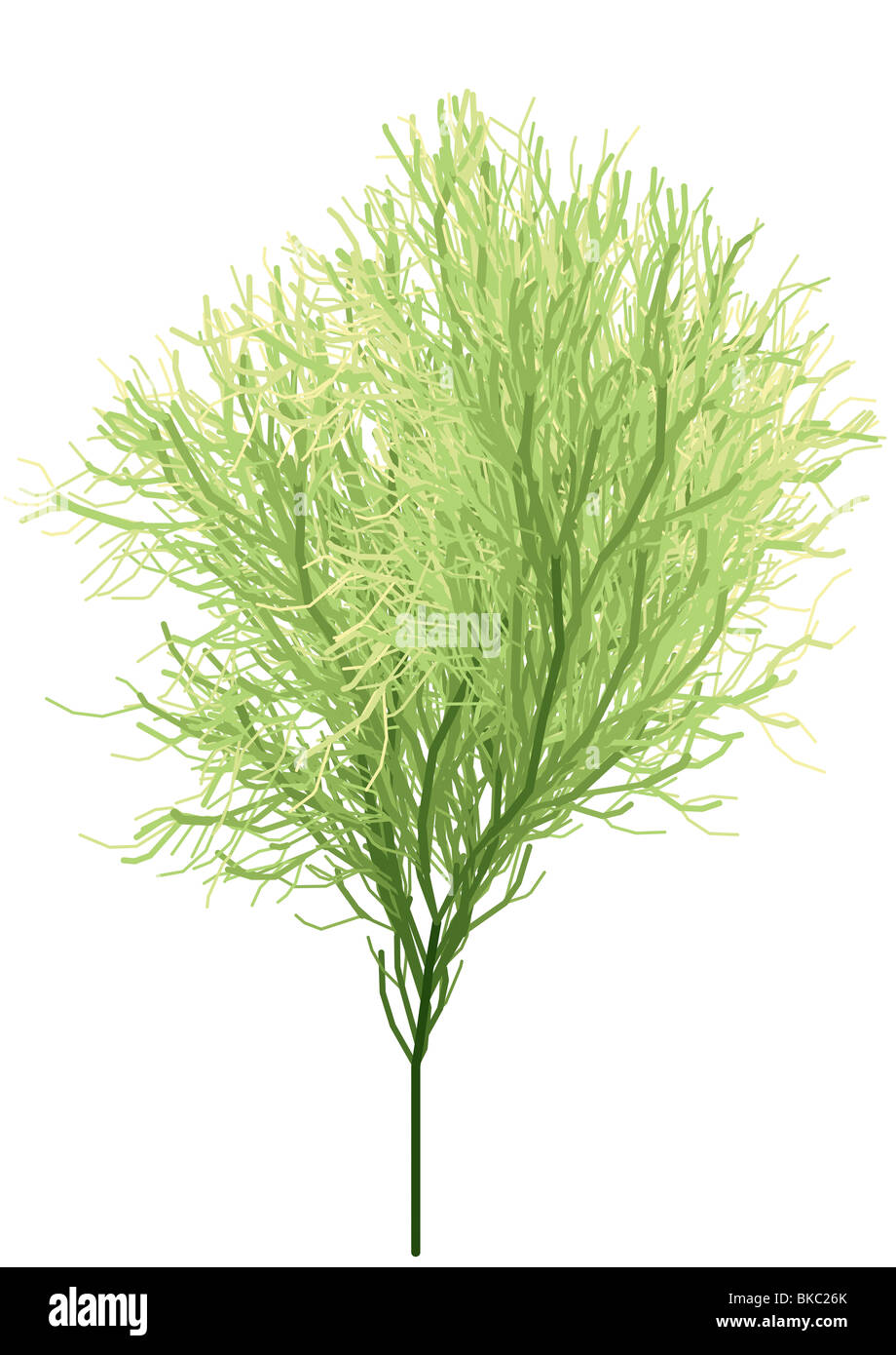 Bushy shape Cut Out Stock Images & Pictures - Alamy