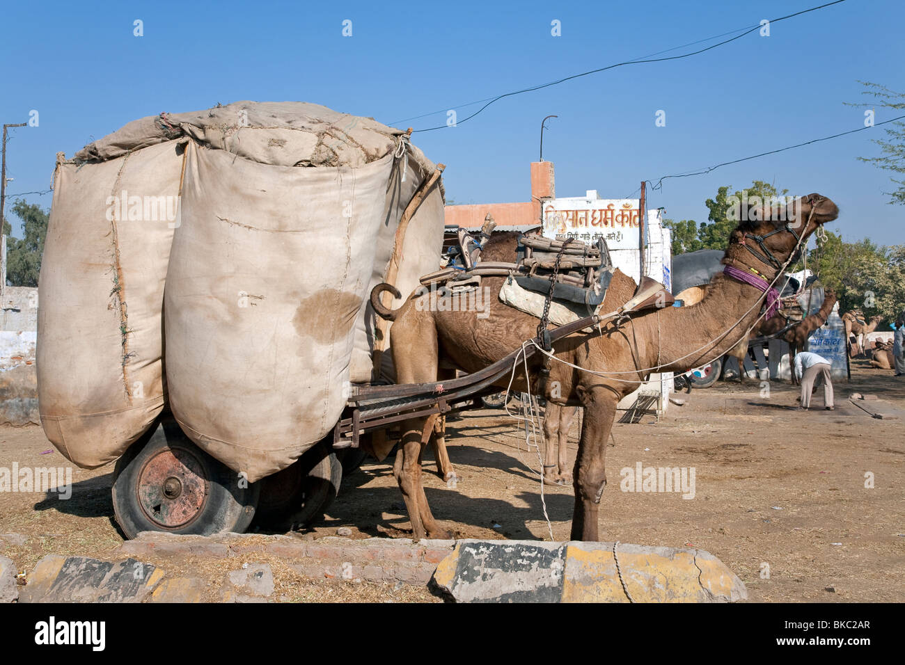 Camel carts fully loaded. Bikaner. Rajasthan. India Stock Photo Alamy