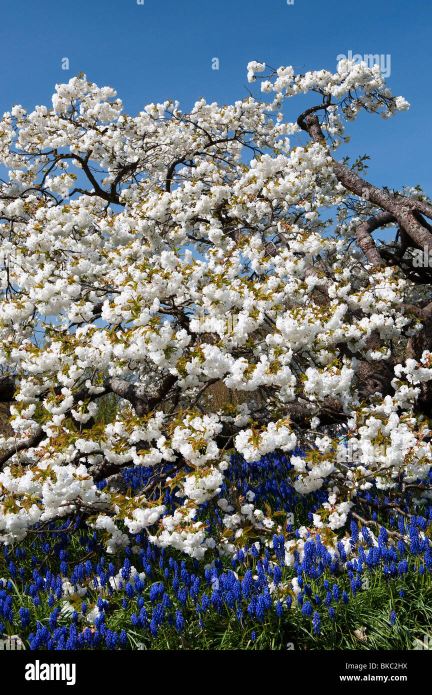 Prunus shirotae. Japanese cherry tree in blossom and Grape hyacinth flowers at RHS Wisley Gardens Stock Photo