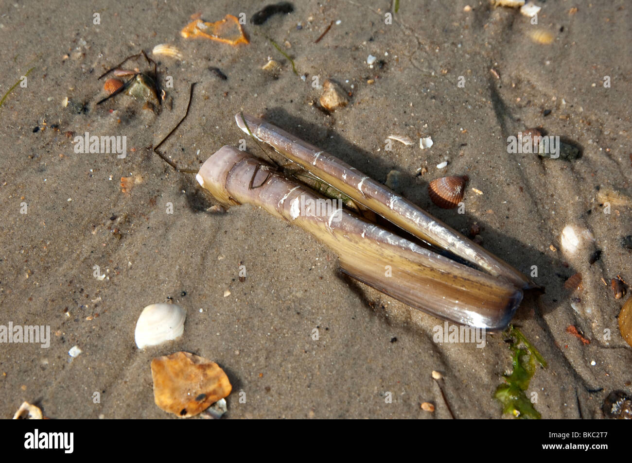 Atlantic Jackknife Clam (Ensis directus), shells on beach sand. Stock Photo