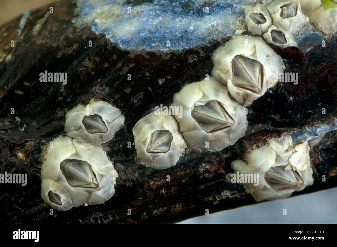 Australian barnacle (Elminius modestus) on a mussel shell. Stock Photo
