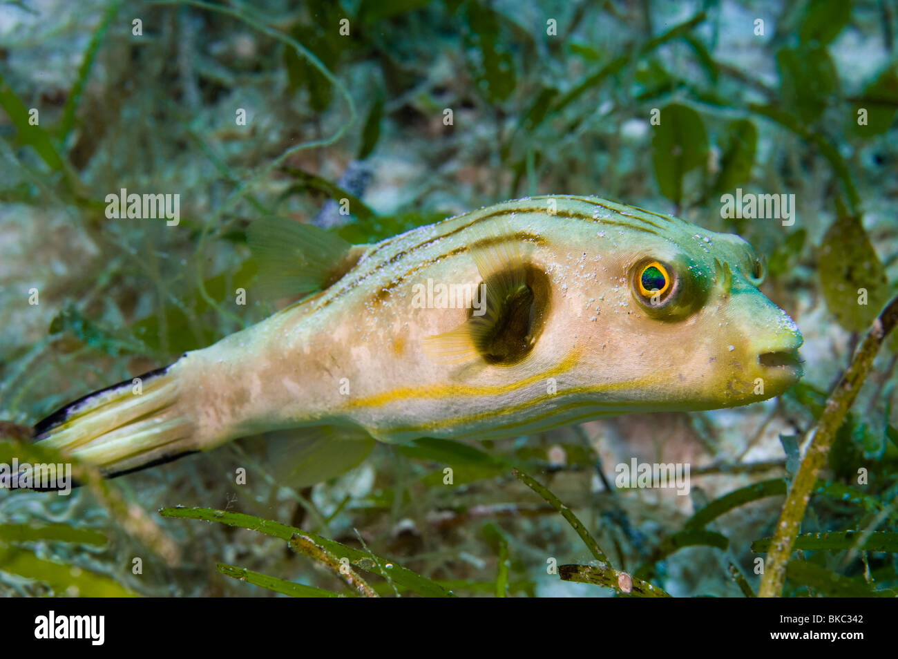 Narrow-lined Toadfish striped puffer Arothron manilensis fish wild wildlife  in green seagrass sea grass portrait wide eyes big e Stock Photo - Alamy