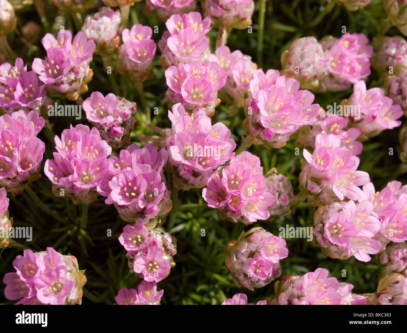 Thrift or Sea Pink flowers Armeria maritima in a garden  Stock Photo