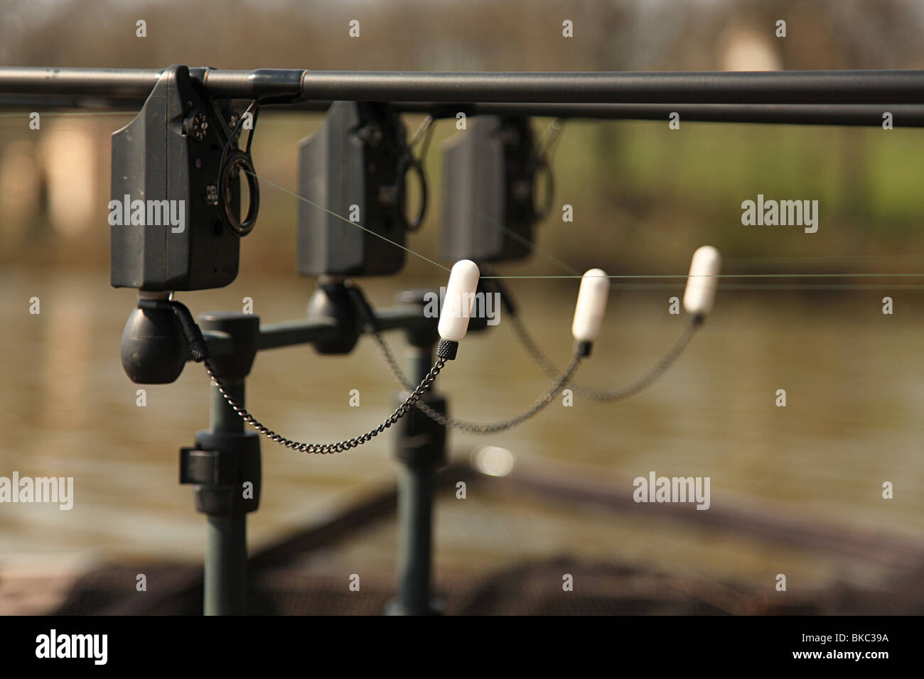 A carp fishing set-up. Three rods on a rod pod with the swingers attached  ready to catch some monster carp Stock Photo - Alamy