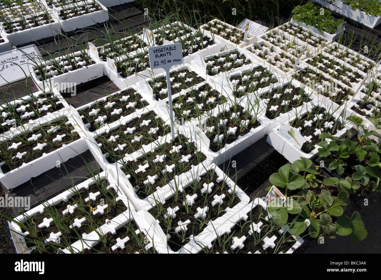Vegetable Plants Garden Centre High Resolution Stock Photography and ...