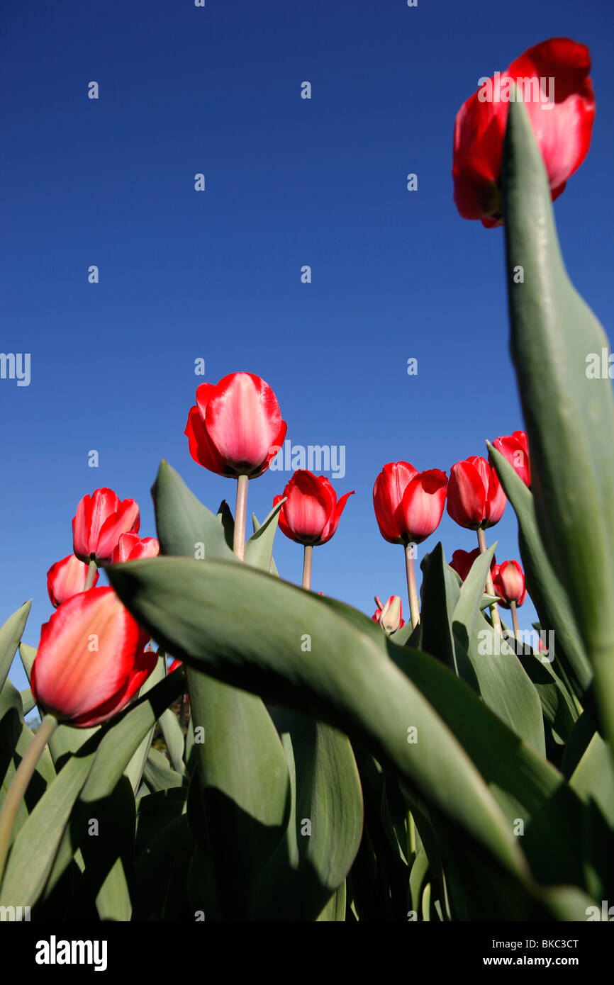Red tulips blue sky low perspective Stock Photo