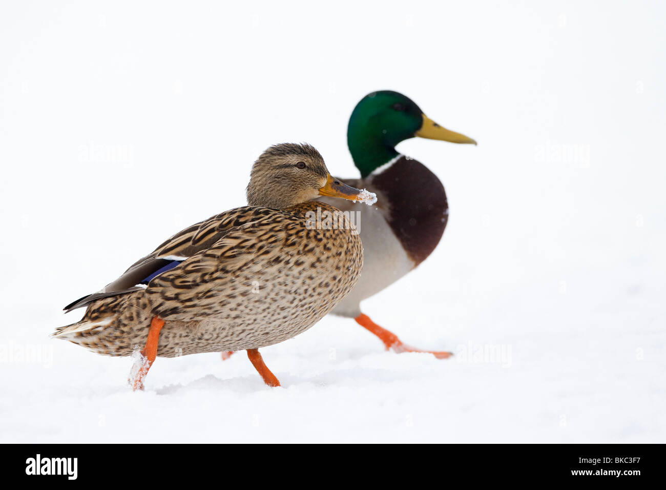 Mallard Duck (Anas platyrhynchos), pair walking on a frozen lake. Stock Photo