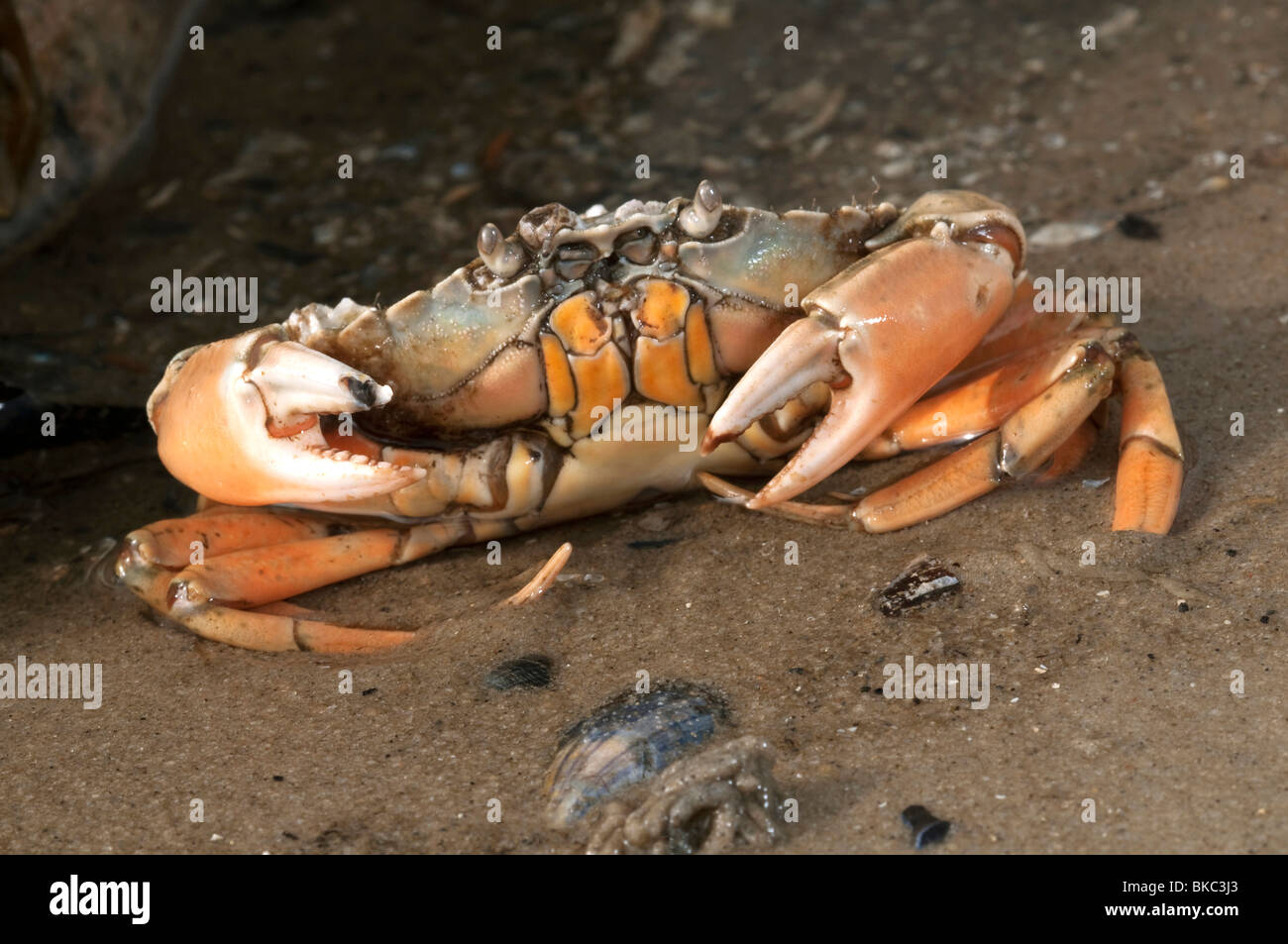 Green Shore Crab, Green Crab, North Atlantic Shore Crab (Carcinus maenas) at low tide. Stock Photo