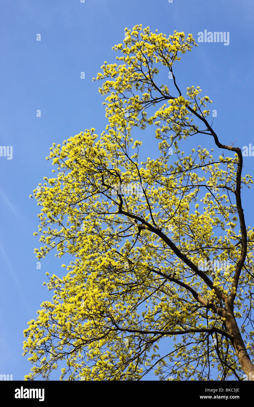 Maple Tree with spring blossom against a blue sky Stock Photo - Alamy