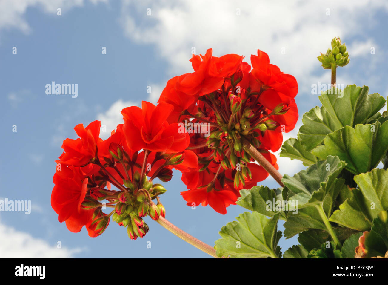 Red garden geranium - Pelargonium Stock Photo