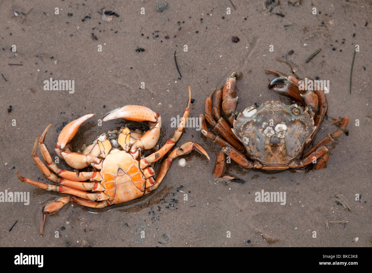Green Shore Crab, Green Crab,  (Carcinus maenas). Two individuals on sand, one on its belly, the other on its back. Stock Photo