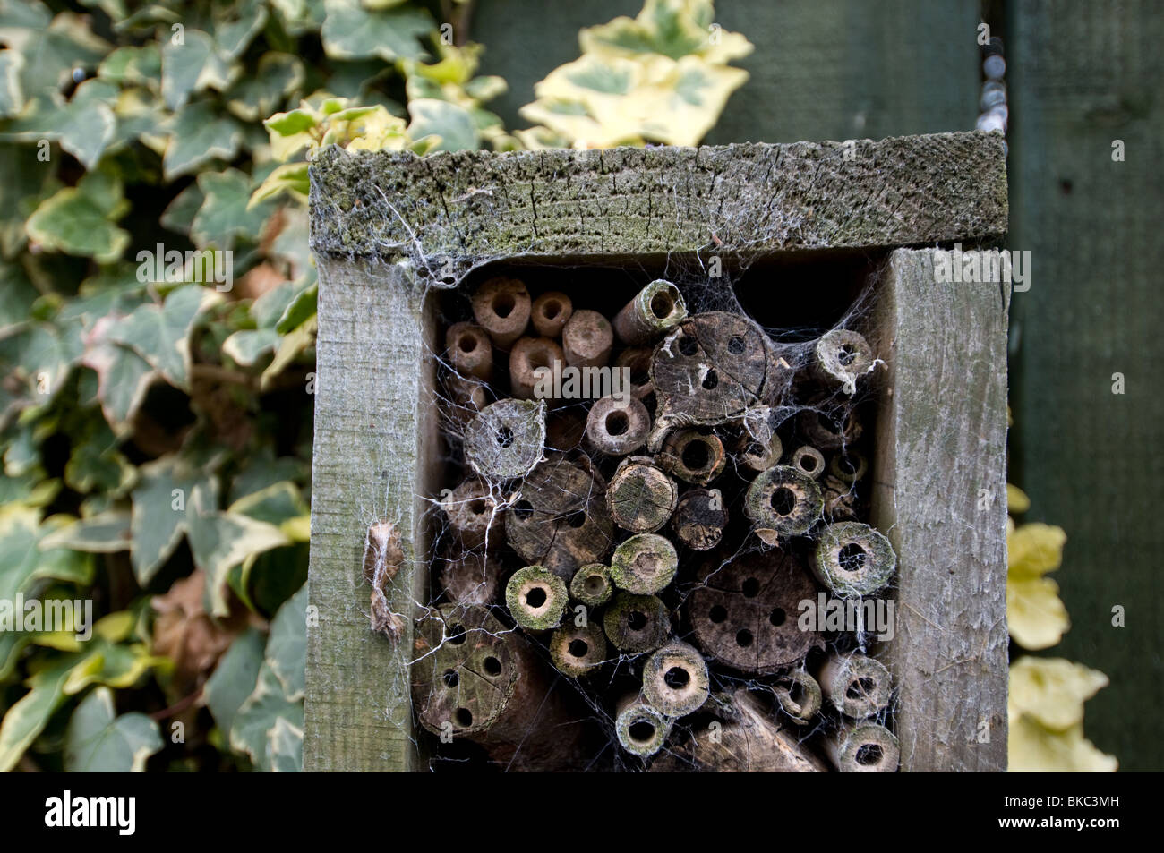 Beneficial insects hi-res stock photography and images - Alamy